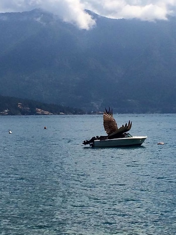 22. Да, орлы действительно такие большие...