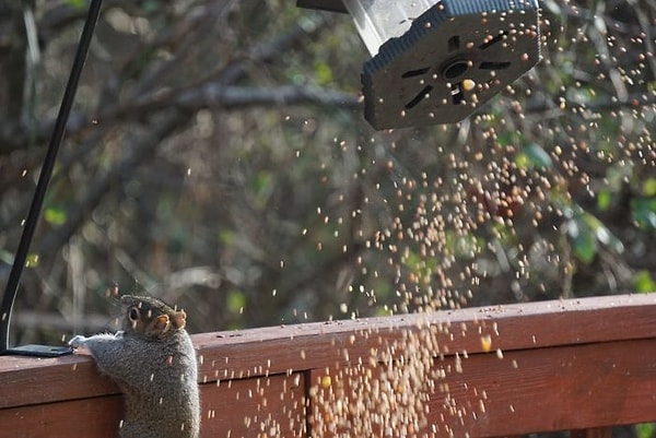 25. Почему белки все время падают?