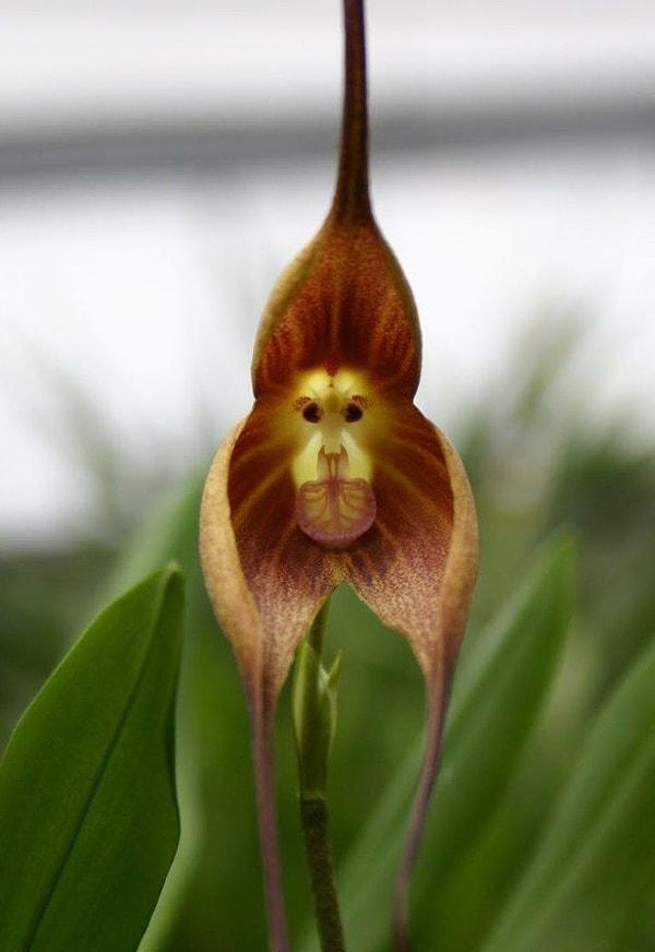 10. Peru ve Ekvator'da bulunan bir orkide çeşidi evrimleşerek maymun yüzüne benzemiştir.