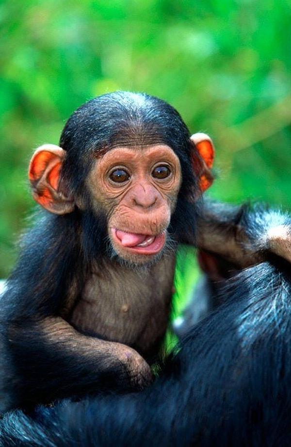 12. Kaçakçılar tarafından satılan her bir bebek şempanzeye karşılık, on yetişkin şempanze o bebeği korumaya çalışırken ölüyor.
