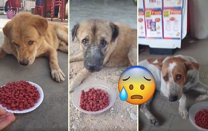 Sokak Köpeklerine Mama Dağıtan Güzel İnsanın Kaydettiği Görüntüleri İzlerken Duygu Dolu Anlar Yaşayacaksınız