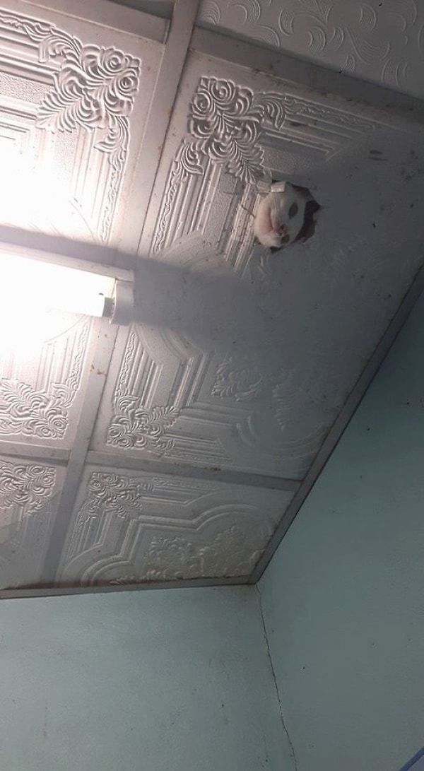 14. Этот малыш знает как испугать меня