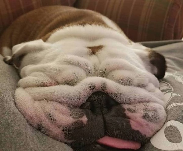 2. Пожалуйста, содержите своего бульдога при комнатной температуре