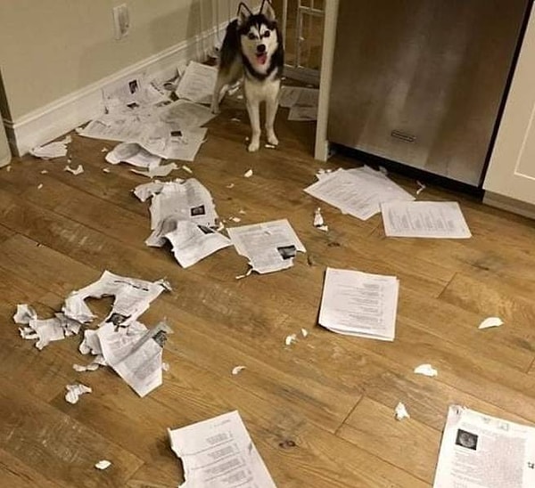 6. Учитель: «Каждый получает пятерку, потому что моя собака съела всю вашу домашнюю работу».