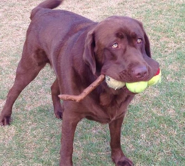 7. «Хороший мальчик собрал все шары и получил палку в подарок: 12/10».