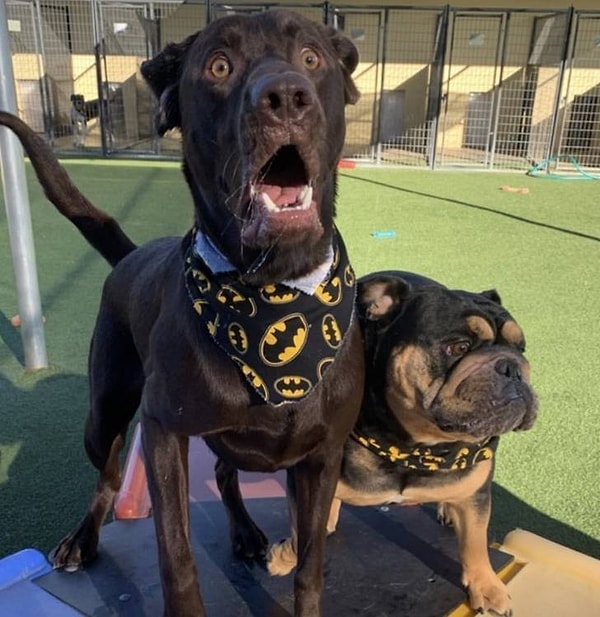 19. «Вы только что сказали, что мы собираемся есть брокколи на обед?!»