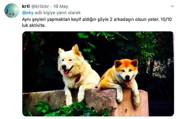 Mahallenin maskotu olan köpeğin neredeyse bütün İstanbul'la fotoğrafı vardı 😅