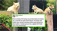 Yıllardır Aynı Duvar Üstünde Yoldan Geçenleri İzleyen İstanbul Kuzguncuk'un Maskot Köpeği Rocky'nin Hikayesi