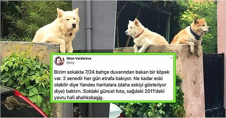 Yıllardır Aynı Duvar Üstünde Yoldan Geçenleri İzleyen İstanbul Kuzguncuk'un Maskot Köpeği Rocky'nin Hikayesi