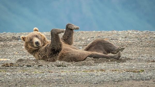 4. 'Alaska Gölü Clarke'da kum dansı yapan bir boz ayı'