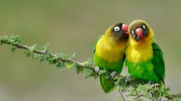 9. 'Tanzanya'daki Tarangire Milli Parkı'nda aşk yaşayan muhabbet kuşları'