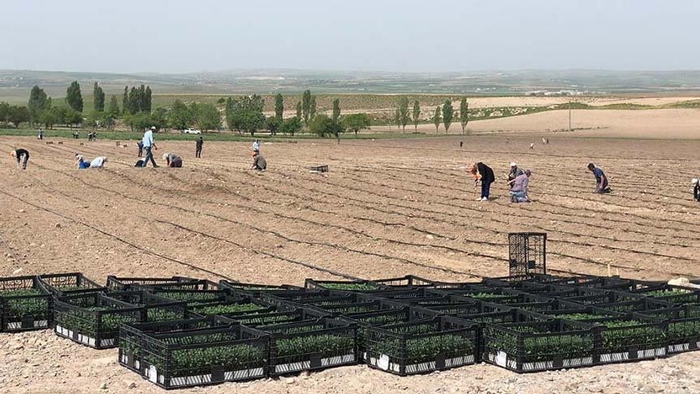 Ürünler İhtiyaç Sahiplerine Dağıtılacak: Ankara’da Belediye Atıl Arazilerde Tarıma Başladı