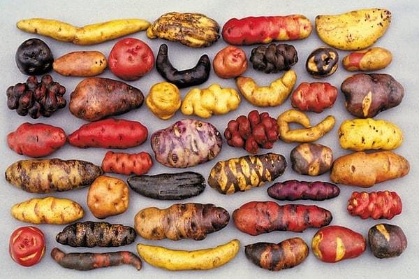 9. Peru'da bulunan farklı patates türleri: