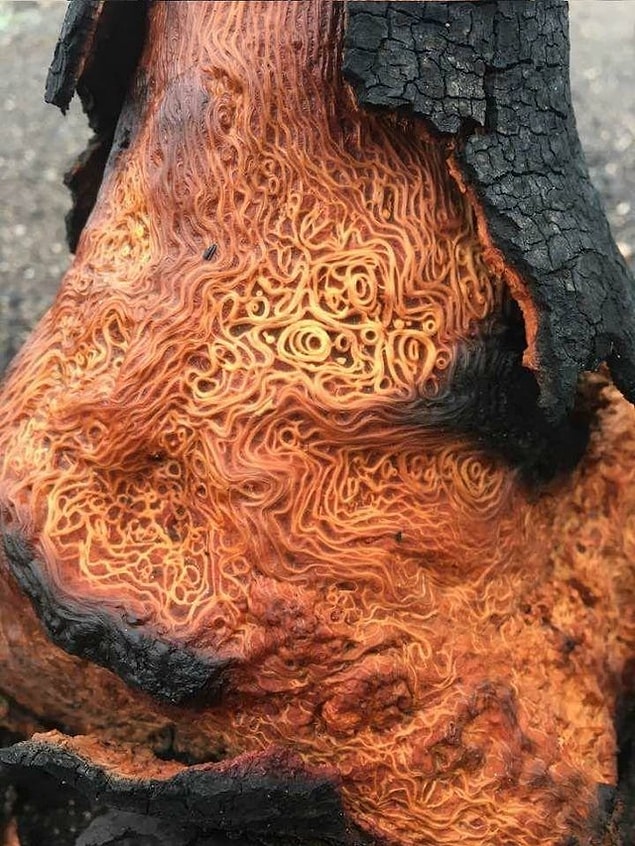 14. Ağacın yapısına bakar mısınız? Spaghetti'ye benziyor.