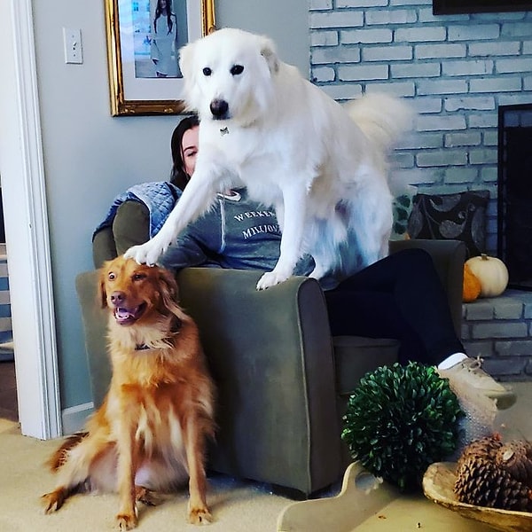 17. Соперничество между братьями