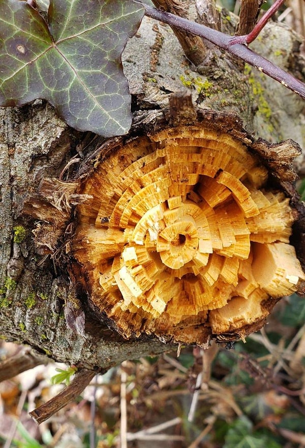 9. «Старое дерево сломалось необычным способом».