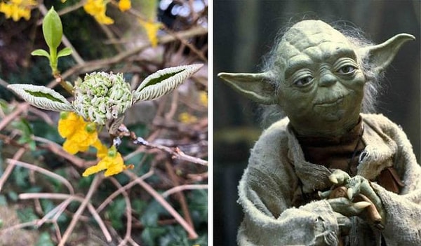 11. Растение, похожее на Йоду
