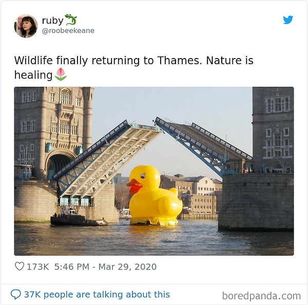3. Дикая природа наконец возвращается в Темзу. Природа исцеляется