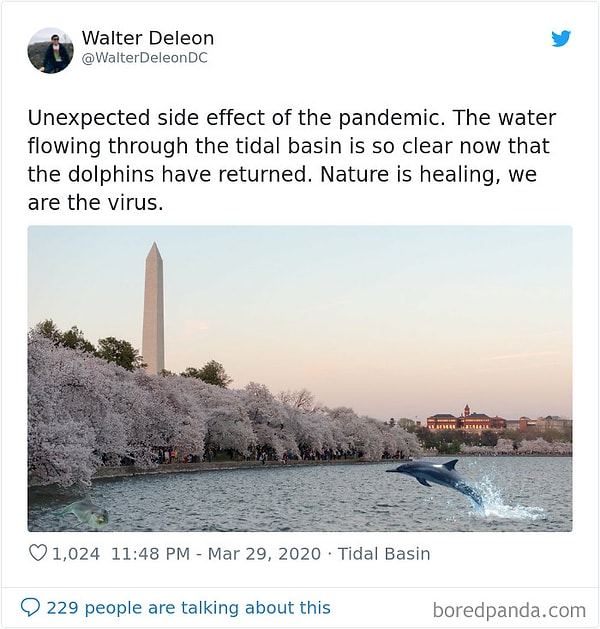 14. Неожиданный эффект из-за пандемии. В приливном бассейне вода стала на столько чиста, что дельфины вернулись в свою среду обитания. Природа исцеляется, мы - вирус