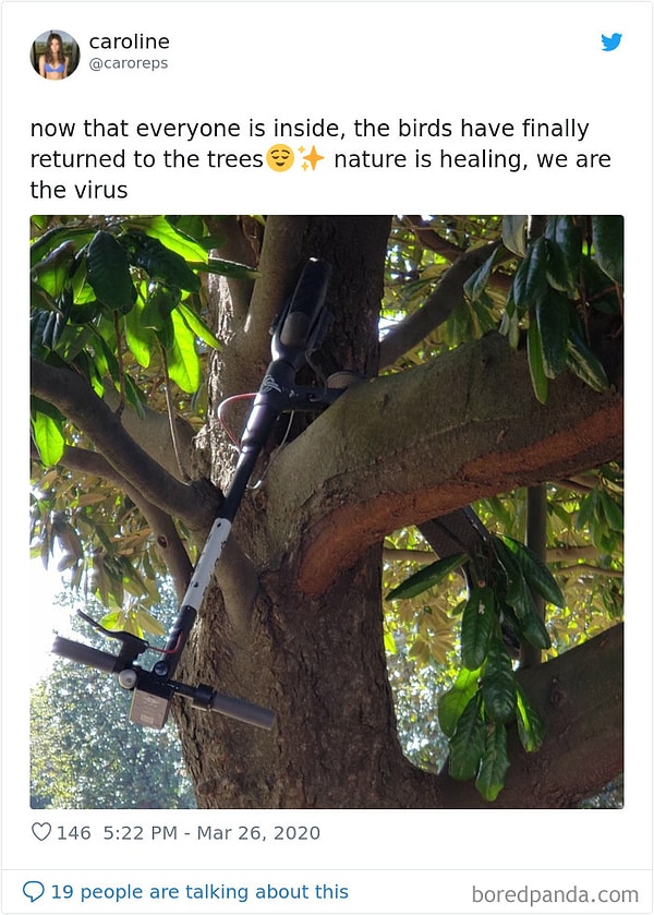 27. Пока все люди остаются дома, птицы наконец-то возвращаются на деревья