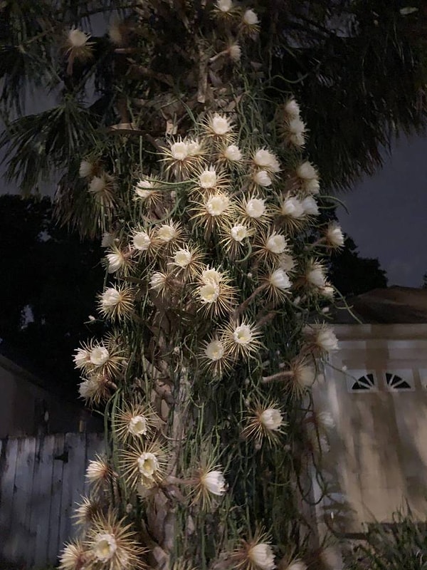 5. Цветы, которые распускаются один раз в год ночью