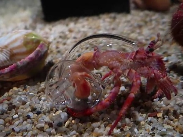 12. Краб-отшельник со стеклянной раковиной