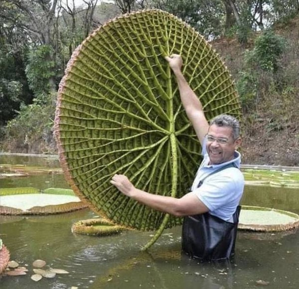 16. Как выглядит лилия снизу