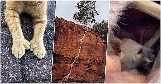 Hayattaki İlginç Şeylere Karşı İçinizi Merakla Dolduracak 22 Harika Fotoğraf