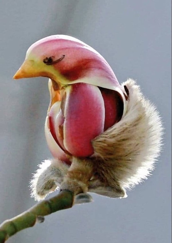 1. Цветок, который похож на птичку