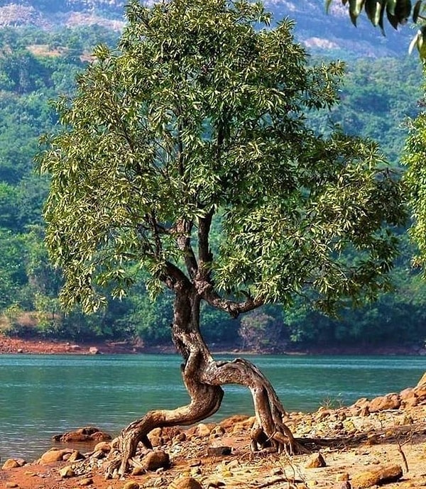 11. Убегающее дерево