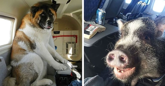 12 странных попутчиков, которых можно встретить в самолете