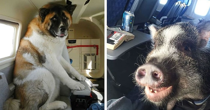 12 странных попутчиков, которых можно встретить в самолете