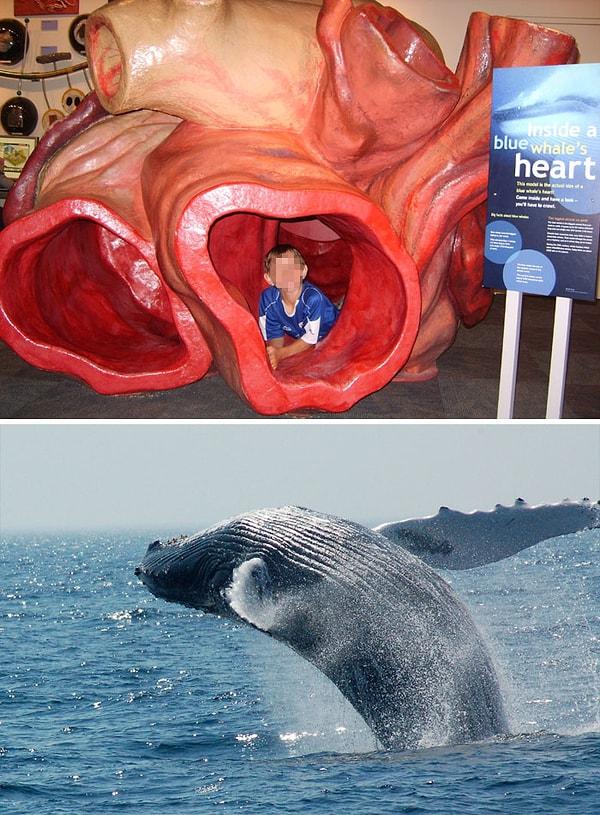 13. Küçük bir çocuk, bir mavi balinanın damarlarında yüzebilir.
