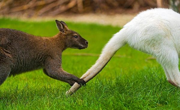 18. Bir kangurunun kuyruğunu yerden kaldırırsanız zıplayamaz.