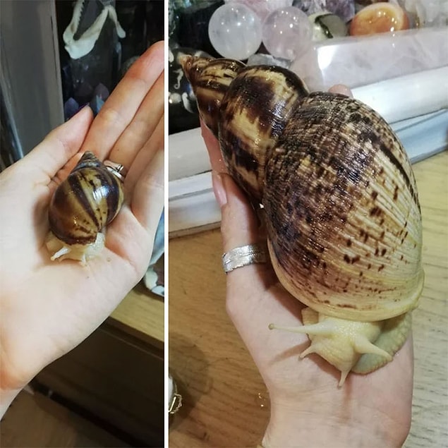 11. Yıllar içerisindeki büyüleyici değişimiyle 4cm'den 17cm'e çıkan salyangoz: