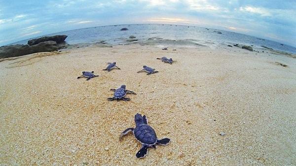2. Dünyaya gelen her 1000 su kaplumbağasından sadece biri yetişkinliğe ulaşabilir.
