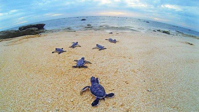2. Dünyaya gelen her 1000 su kaplumbağasından sadece biri yetişkinliğe ulaşabilir.