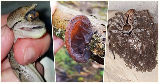Fotoğrafı Çeken Kişi Olmamak İçin Dualar Edeceğiniz Her Biri Birbirinden Ürkütücü 22 Kare
