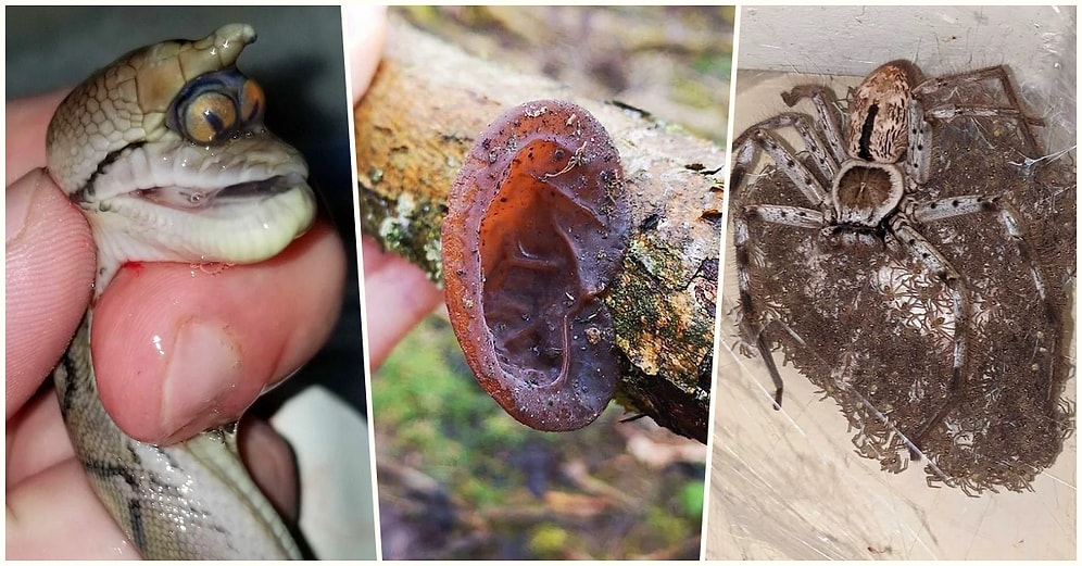 Fotoğrafı Çeken Kişi Olmamak İçin Dualar Edeceğiniz Her Biri Birbirinden Ürkütücü 22 Kare