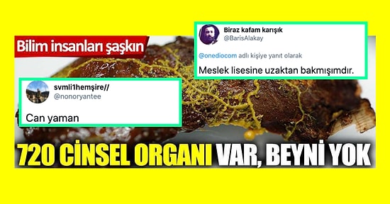 '720 Cinsel Organı Var Beyni Yok' Yazılı Haber Görseline Verdikleri Cevaplarla Kırıp Geçiren 15 Takipçimiz