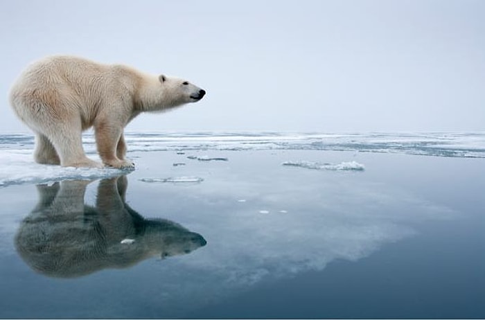 Шестое массовое вымирание на Земле может произойти раньше, чем ожидалось