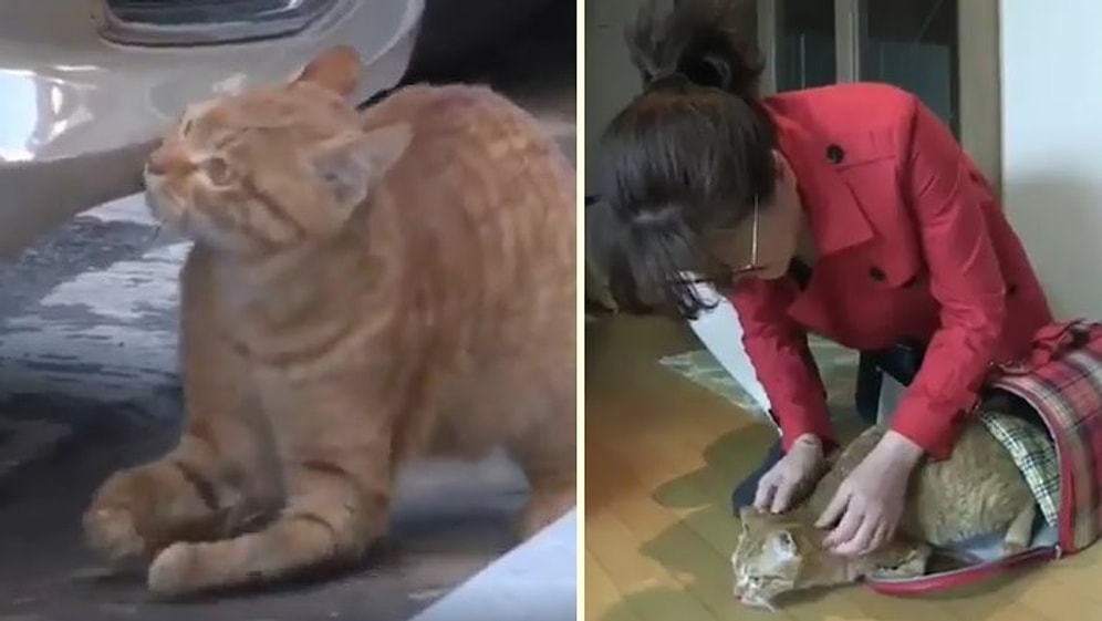 Sokakta Yaşayan Engelli Kediyi Sahiplenerek Sıcak Bir Yuvaya Kavuşturan Güzel İnsan