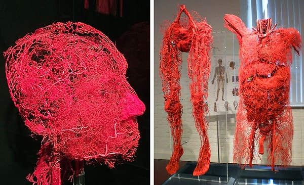 4. Общая длина кровеносных сосудов в вашем теле в 2,5 раза превышает длину экватора Земли!