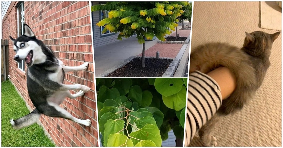 İlk Bakışta Neye Uğradığınızı Şaşıracağınız Anlamak İçin En Az Üç Kez Bakmanız Gereken 27 Enteresan Fotoğraf