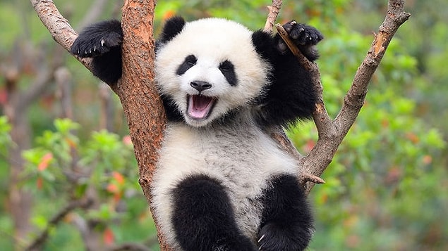 1. Pandalar biyolojik açıdan etoburlardır ve bambu onlara çok az enerji verdiği için günde 10-15 kilo bambu yerler.
