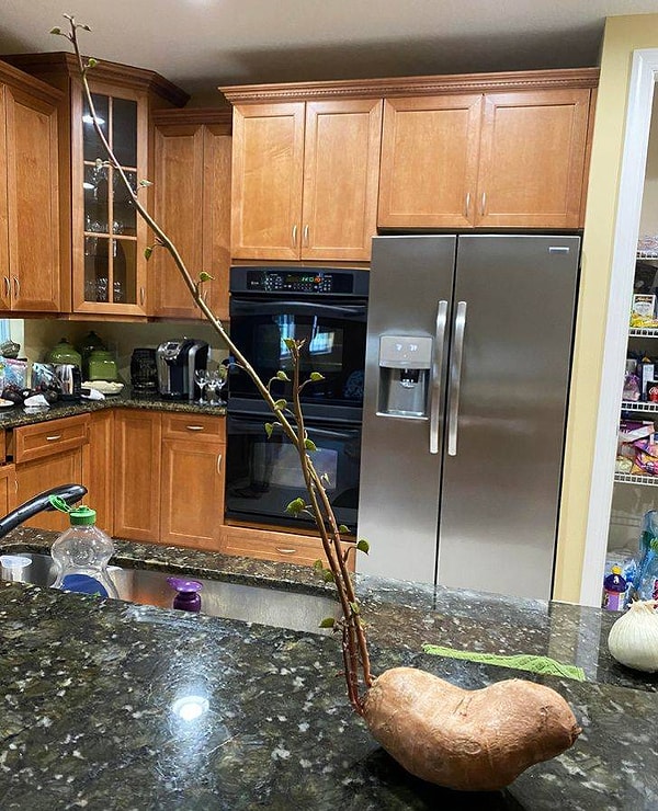 5. Вот что произойдет с ростками картофеля через 3 недели, если вы позволите им вырасти.