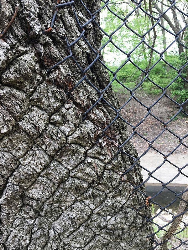 17. Дерево будет выглядеть так, если оно вырастет слишком близко к забору.