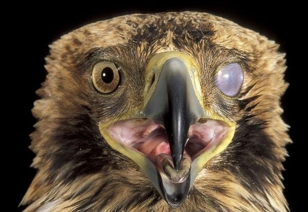 15. Bazı kuşların gözlerinde, gözlerinini temizlemeye ve nemlendirmeye yarayan şeffaf bir yapı vardır.