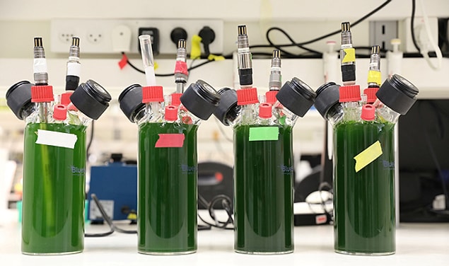 Alg örneklerine bir enzim yerleştiren araştırmacılar, araçların yakıt ikmali için halihazırda kullanılan bir enerji kaynağı olan hidrojenin üretildiğini gördü.