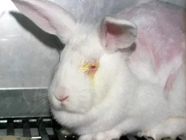 7. Laboratuvar deneylerinde gözlerine ve tenine kimyasallar dökülen bir tavşan.